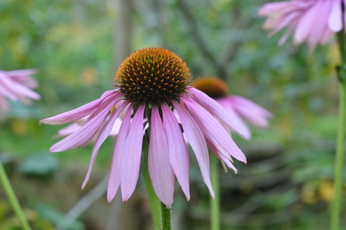 Echinacea - grow herbs