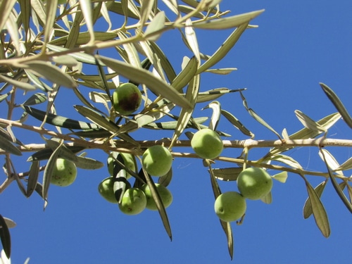 olive-leaf-and-fruit-1