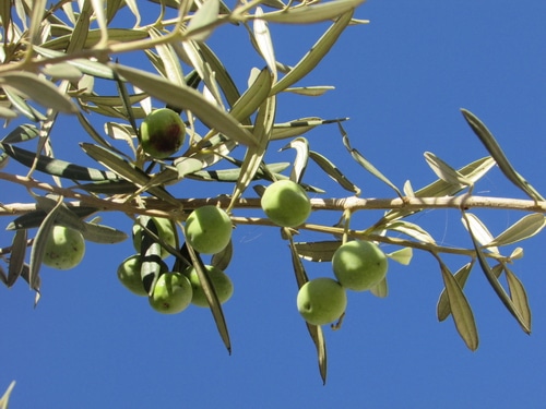 DiY Olive Leaf Extract With Benefits