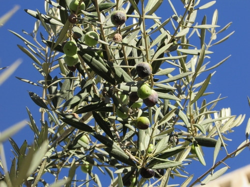 Olive leaves are anti-microbial, anti-viral, anti-inflammatory, and antiseptic. This makes them useful to fight infection, and other feverish conditions, and to stave off a cold or the flu. Buhner in Herbal Antivirals, lists olive leaf as an anti-influenza herb and supplement. Olive leaf is anti-microbial, and anti-viral. It protects the lungs from damage and is useful both in preventing viruses from replicating and in protecting the lungs during a virus that you can’t seem to shake.