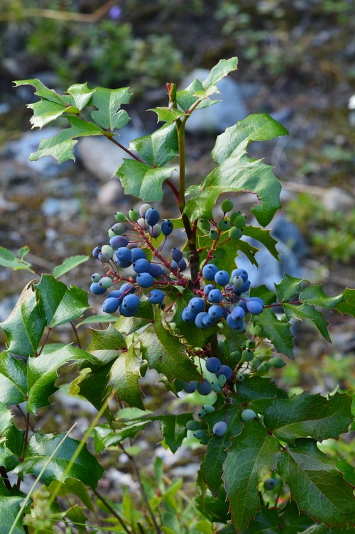 While they are sour they are not as sharp as rhubarb or cranberries, requiring less sugar to make them into a very delicious jelly. The flavour is unique, like wild blueberries with a huckleberry after taste. Once you’ve made your first batch, you’ll be planning more into your fall foraging trips.