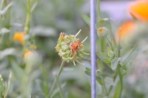 Calendula flower forming seeds