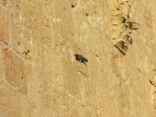 israel-western-wall