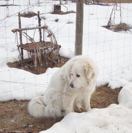 leuko-in-the-snow