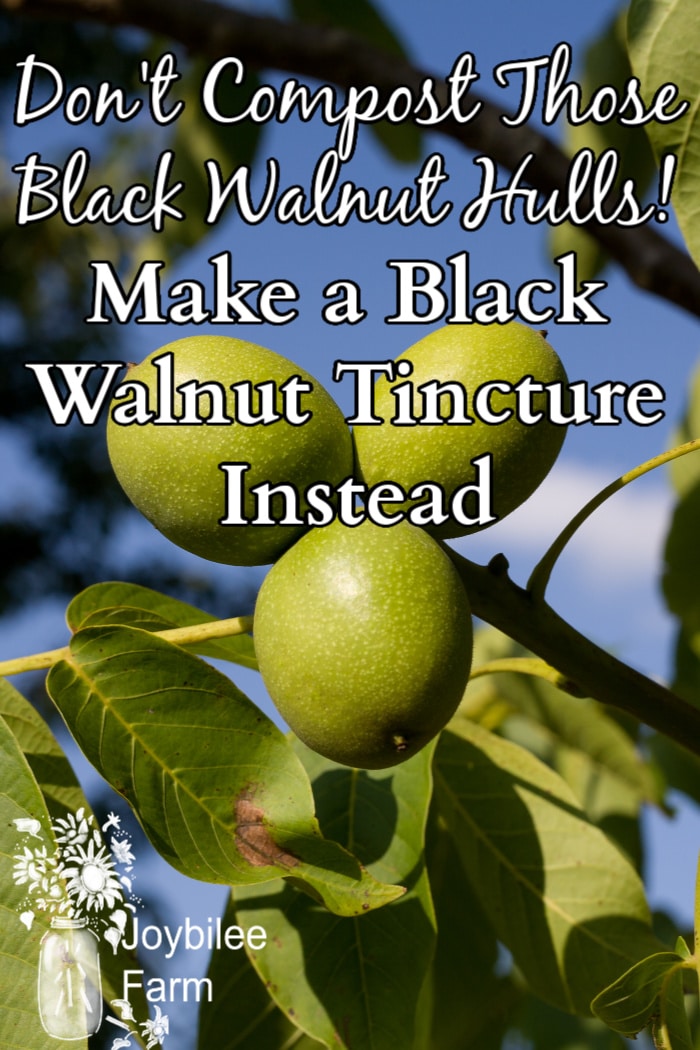 black walnuts still on the tree