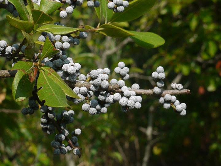 “A bayberry candle burnt to the socket brings food to the larder and gold to the pocket.” New England Proverb