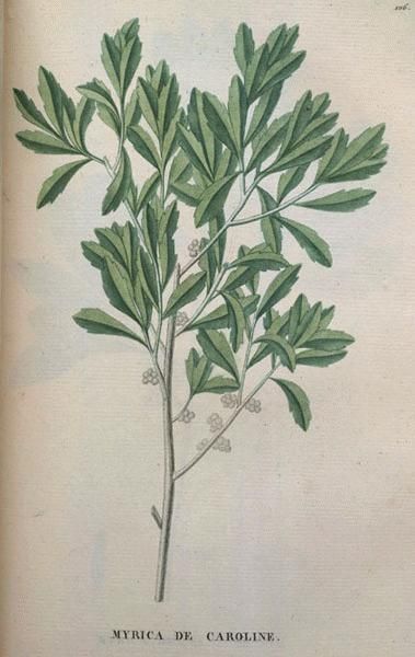 “A bayberry candle burnt to the socket brings food to the larder and gold to the pocket.” New England Proverb