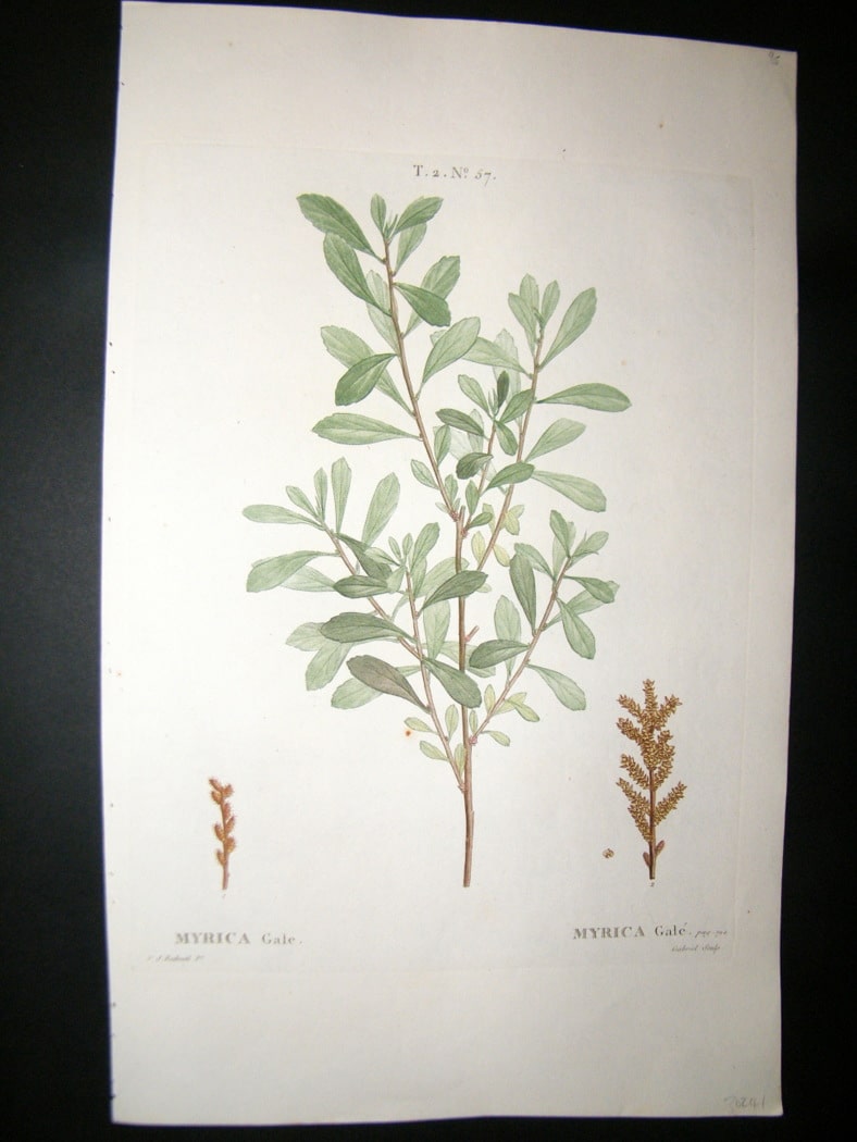 myrica-gale