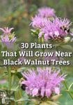 Bee balm flowers with bumblebees