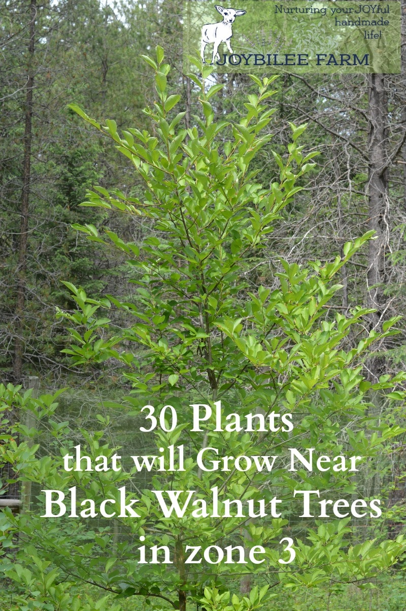 Black walnut tree