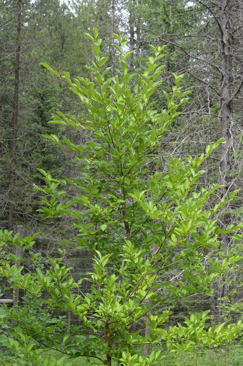 Black walnut tree