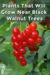 Red currants