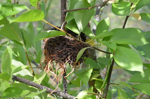 black walnut clone rooted