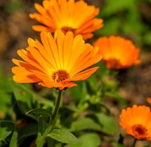 Orange Calendula flowers