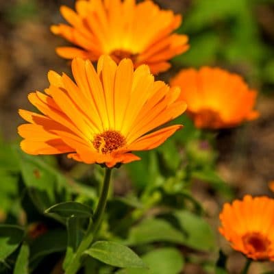 30 Plants That Will Grow Near Black Walnut Trees, in Zone 3