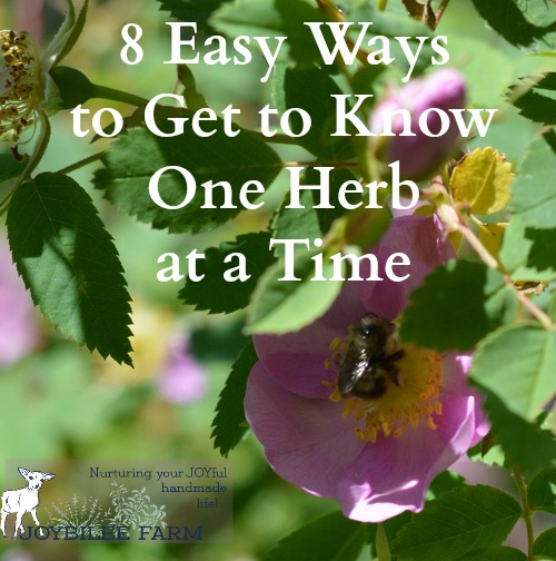 How to study herbs by focusing on one herb at a time. This will jump start your herbal learning and allow you to quickly master medicinal herbs.