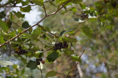 Hawthorn