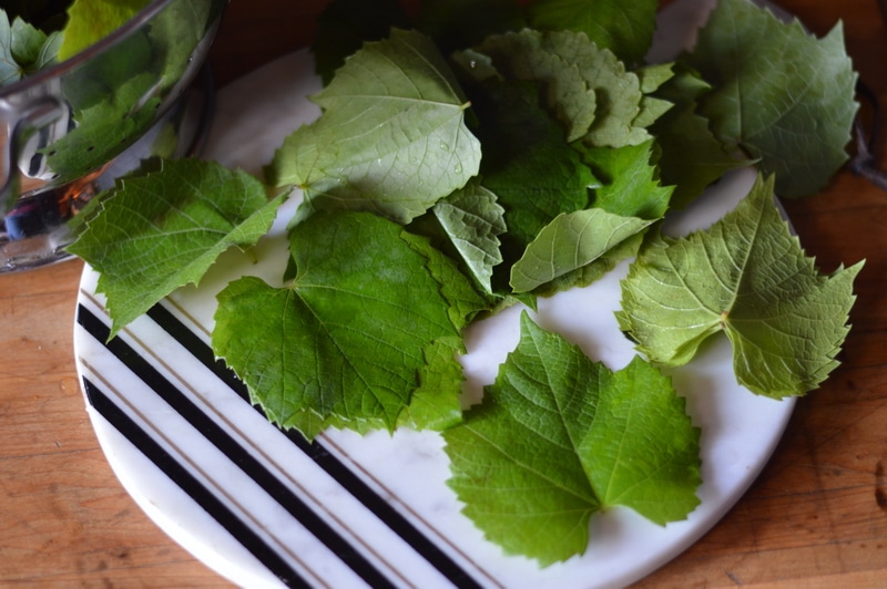 Fermented grape leaves, when used raw provide beneficial microbes. Grape leaves are a good source of Vitamins A, B6, C, E, K, niacin riboflavin, and folate as well as Calcium, Magnesium, Copper, Manganese, and Iron, and a very good source of Dietary Fiber. They are also high in β-Glucans (beta glucans), which are naturally occurring polysaccharides which stimulate the immune system and have been shown to fight cancer.