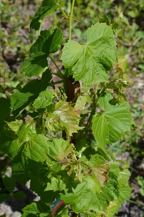 Fermented grape leaves, when used raw provide beneficial microbes. Grape leaves are a good source of Vitamins A, B6, C, E, K, niacin riboflavin, and folate as well as Calcium, Magnesium, Copper, Manganese, and Iron, and a very good source of Dietary Fiber. They are also high in β-Glucans (beta glucans), which are naturally occurring polysaccharides which stimulate the immune system and have been shown to fight cancer.
