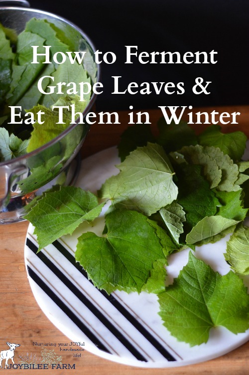 Fermented grape leaves, when used raw provide beneficial microbes. Grape leaves are a good source of Vitamins A, B6, C, E, K, niacin riboflavin, and folate as well as Calcium, Magnesium, Copper, Manganese, and Iron, and a very good source of Dietary Fiber. They are also high in β-Glucans (beta glucans), which are naturally occurring polysaccharides which stimulate the immune system and have been shown to fight cancer.