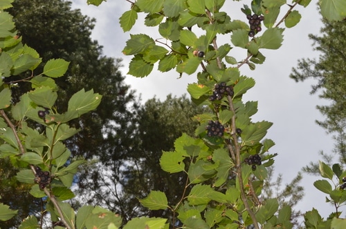 Hawthorn is a superior heart tonic and restorer, as well as an emotional support for broken hearts. Make this easy Hawthorn Syrup as a heart tonic and restorative for tired hearts.