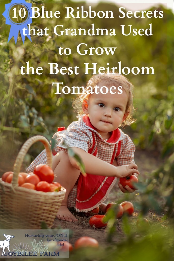 tomatoes and a toddler in the garden