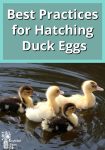 cute little ducks swimming together