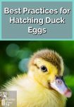 Cute duckling
