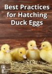Baby ducks in a wooden box with hay