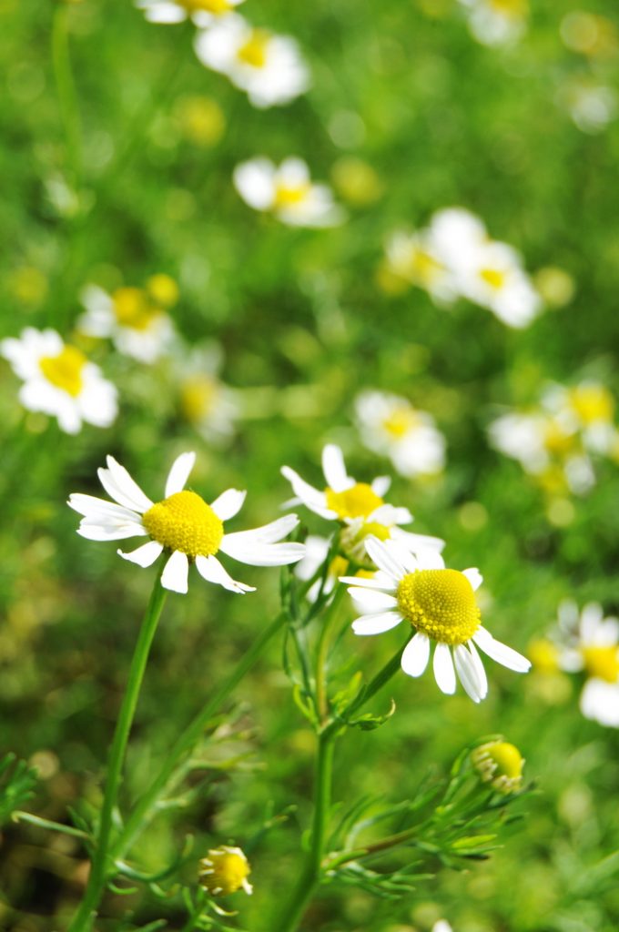 Chamomile tea, called manzanilla 