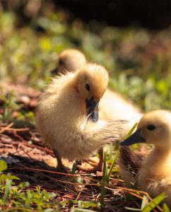 3 Ducklings in grassy area