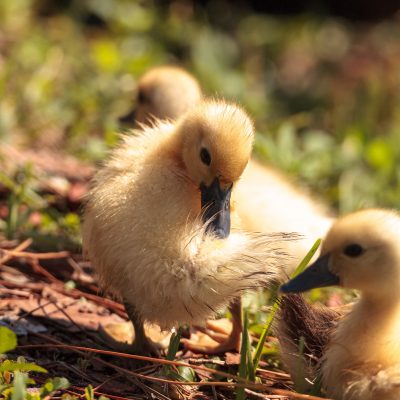Best Practices for Hatching Duck Eggs in a Small Incubator