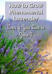 Lavender growing in a field