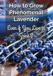 Harvested Lavender on a board and a bowl full of Lavender beside it