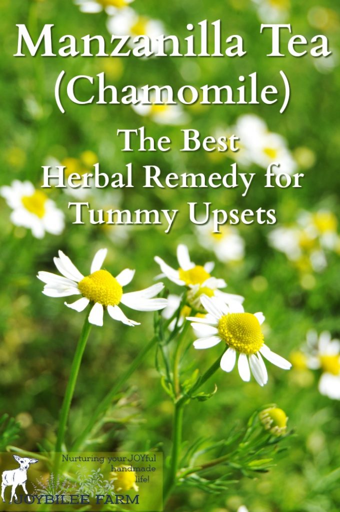 Chamomile tea, called manzanilla or “little apple” in Spanish, due to its apple-like scent, is one of the best herbal remedies for anxiety and sleeplessness. A cup of manzanilla tea before bed soothes and relaxes the mind, without leaving you groggy in the morning. It is safe for young children, pregnant women, nursing mothers, and the elderly. And while you probably know it well as a sleep and anxiety remedy, you probably didn’t realize that manzanilla tea is one of the best remedies for tummy upset, nausea, and colicky pains, among its many other benefits.