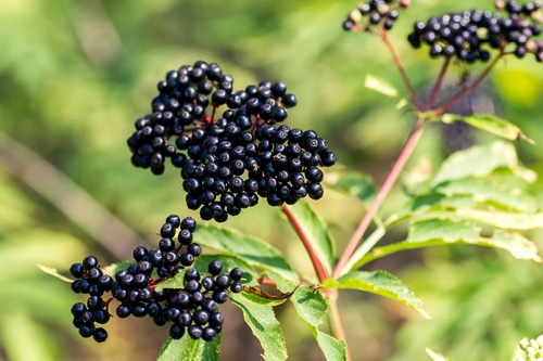 Elderberries for herbal syrup.