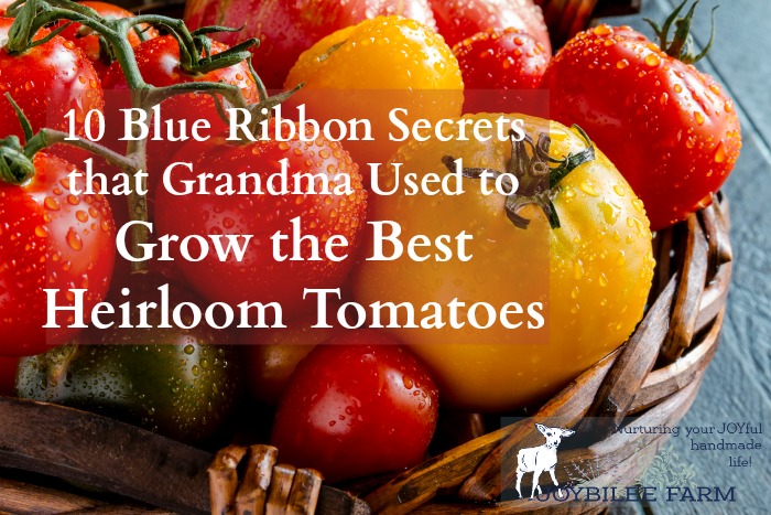 With these 10 secrets you, too, can get that coveted blue ribbon for the best heirloom tomatoes.
