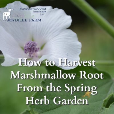 How to Harvest Marshmallow Root From the Spring Herb Garden