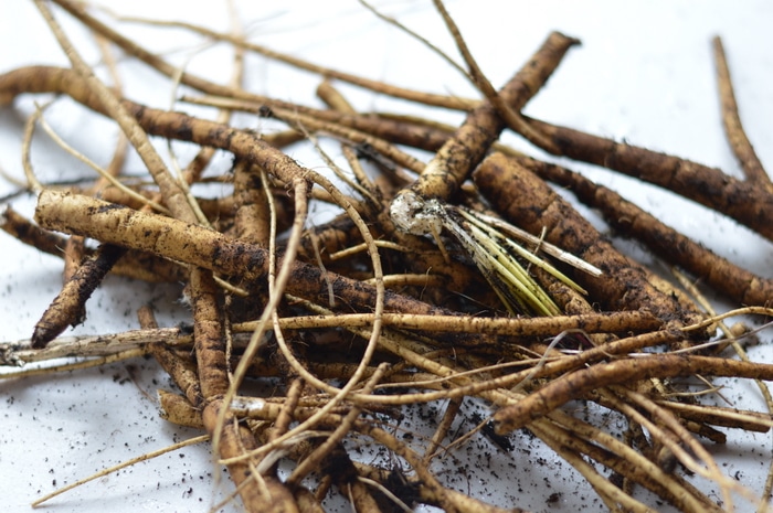 Marshmallow is useful for stomach upset, coughs, colds, skin issues, and even urinary tract infections. It is both anti-inflammatory and anti-microbial, soothing pain, while it moistens and cools. Drinking marshmallow root tea can help with sore throats, coughs, and sneezing. It can also soothe the stomach, while healing ulcers with it's antimicrobial actions. Beneficial bacteria can feed off of the inulin that is present in marshmallow root, so it promotes a healthy microbiome, too. A salve can be made from marshmallow root that soothes hot, inflamed skin issues.
