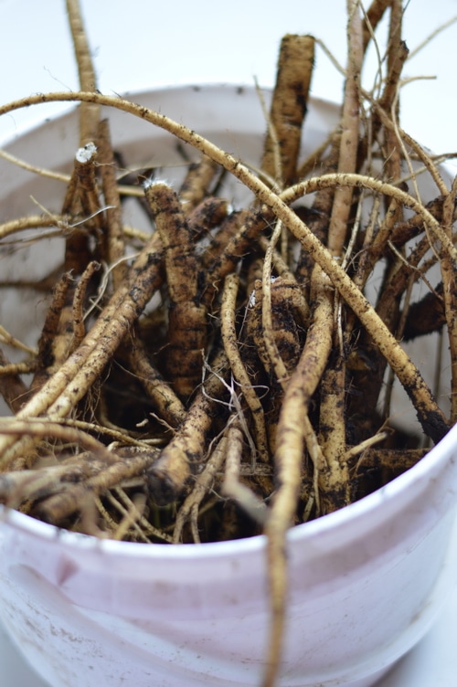 Marshmallow roots