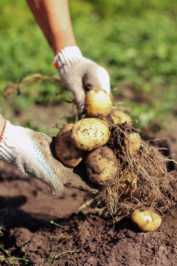 potatoes being harvested