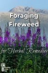 Beautiful purple fireweed growing with a mountain peak behind