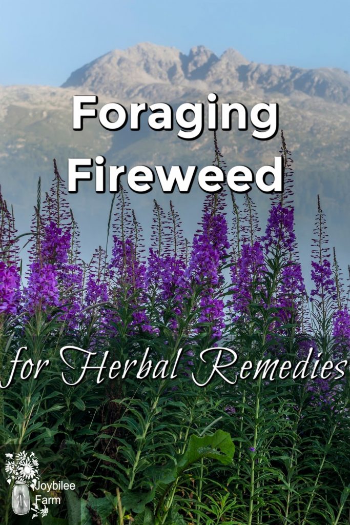 Beautiful purple fireweed growing with a mountain peak behind