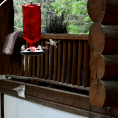 Can I Feed Organic Sugar to Hummingbirds?