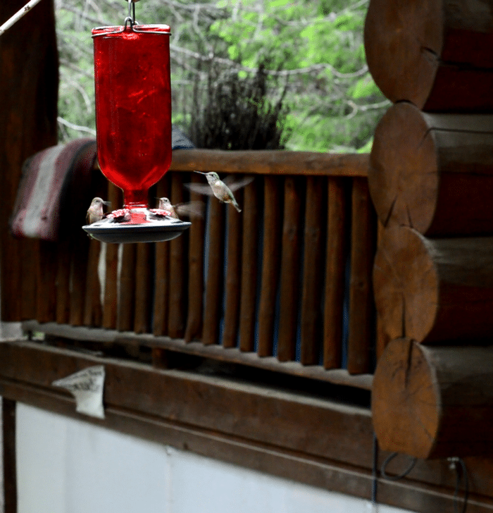 Keep the hummingbirds coming back year after year with this healthy hummingbird nectar recipe.