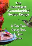 A hummingbird at a red hummingbird feeder