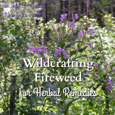Wildcrafting Fireweed for Herbal Remedies