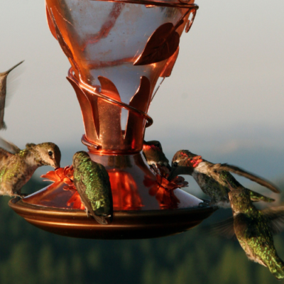The Healthiest Hummingbird Nectar Recipe