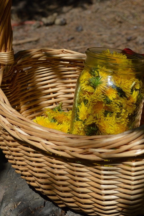Freshly harvested dandelion blossoms in a basket