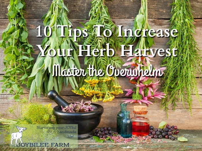 Maximize the herb harvest with these tips.